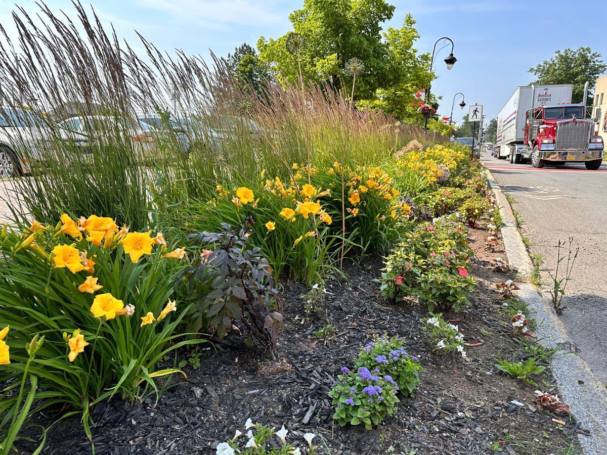 Planted Flowers 1