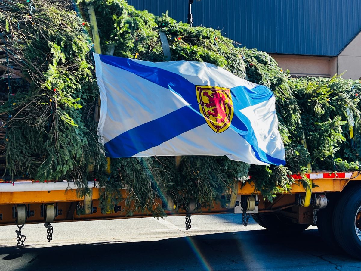 Tree for Boston laying on a flatbed truck and strapped down, Christmas lights and a large Nova Scotia flag adorne the tree in transit